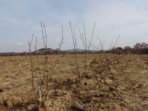 Kızılderililerin Soğuk Algınlığında Kullandığı Aronya Şehitler Diyarı Çanakkale’de Yetişecek