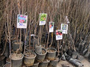 İ̇lk Cemre Düştü Fidancılarda Hareket Başladı