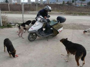 Türkiye Gazetesi Dağıtıcısı, 3 Yıldır Sokak Köpeklerini Düzenli Olarak Besliyor