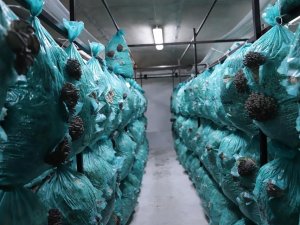 Köylü Kadınlar Kolları Sıvadı, Mantar Üretmeye Başladı