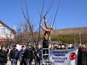 Tepebaşı’nda Budama Eğitimleri Sürüyor