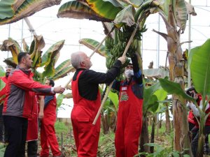 Kızılay’dan Hatay’da Muz Hasadı