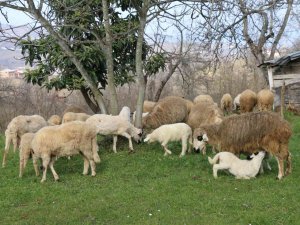 Başkan Güler’in Projesi 2 Buçuk Yılda 5’e Katladı