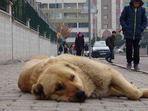 Uzman Psikolog Soysal: “Çocuklara Hayvanların Yırtıcı Ve Vahşi Yönlerini Değil, Sevgi Yönlerini Vurgulayarak Anlatmalıyız”