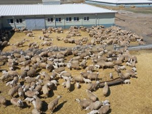 Sivas’ta Küçükbaş Hayvan Varlığı 900 Bini Aştı