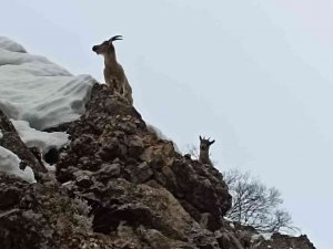 Tunceli’de Yaban Keçileri Görüntülendi