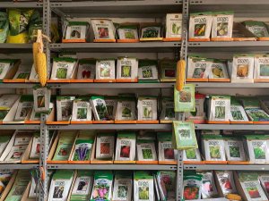 Bu Sene Yağışın Fazla Olması Tohum Satışlarını Patlattı