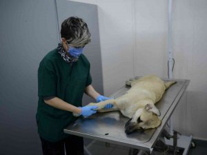 Otomobil Çarpması Sonucu Yaralanan Köpek Hayata Tutundu