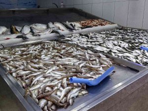 Hamsi Tükendi, Tezgâhlar İstavrit Ve Mezgite Kaldı