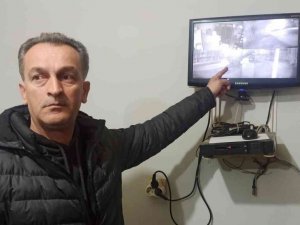 2 Aylık Yavrusu Çalınan Anne Köpek Dünyaya Küstü