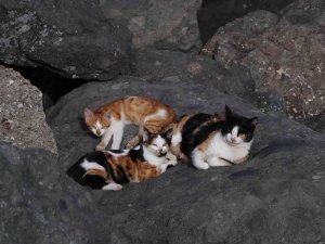 Kayalıklar Kedilerin Barınağı Haline Geldi