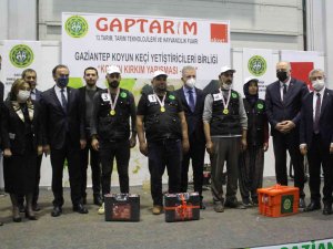 Gaziantep’te Koyun Kırkma Yarışmasına Yoğun İlgi