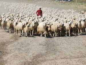 Sivas’ta Hayvancılık Yaygınlaşıyor, Sayı Katlanarak Artıyor