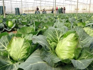 İ̇hracata Yeni Bir Ürün Eklendi; Mini Lahananın Tanesi 10 Lira