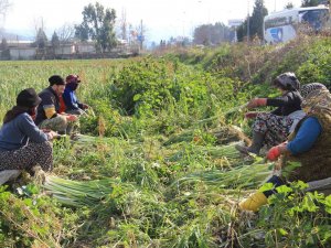 Denizli’de Tarım İşçilerinin Günlük Ücretleri Arttı