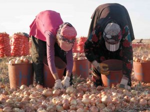 Eskişehir’deki Mevsimlik İşçilerin Günlük Ücreti Önceki Yıla Göre Arttı