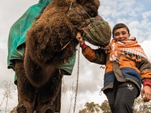 Deve Güreşi Heyecanı Denizli’de