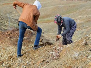 Kilis’te 16 Hektara Badem Dikildi