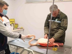 Ayağı Kırılınca Mahsur Kalan Flamingo İçin Seferber Oldular