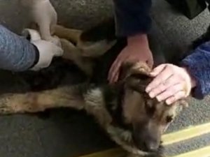 Otomobilin Çarptığı Sokak Köpeği Devlet Hastanesinde Tedavi Edildi