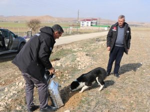 İ̇l Özel İ̇daresi Sokak Hayvanlarını Unutmadı