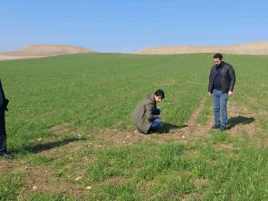 Siirt’te Tarla Faresi Sörveyleri Eğitimi Başladı