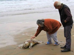 Mersin’de Ölü Caretta Caretta Plaja Vurdu