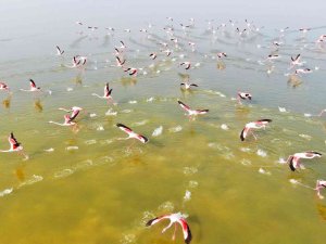 Flamingoların Görsel Şöleni