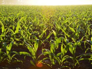 Kahramanmaraş Tarımı Yüzde 236 Büyüdü