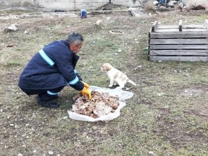 Sincan Belediyesi’nden Sokak Hayvanlarına Mama Takviyesi