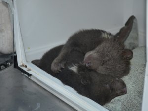 Donmak Üzereyken Bulunan Yavru Ayılar Sinop’ta Tedavi Altına Alındı