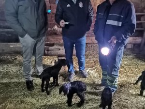 Kütahya’daki Toplu Oğlak Ölümleri Araştırılıyor