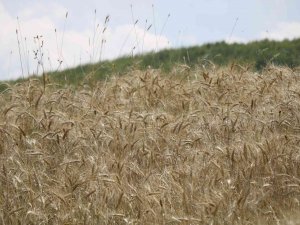 Türk Buğdayından Arap Ve Afrika Ekmeği, Rus Buğdayından İse Türk Ekmeği Yapılıyor