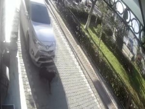 Yolda Yatan Köpeğin Üzerinden Aracıyla Geçti