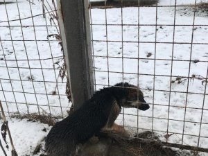 Kafası Tel Örgüye Sıkışan Köpeği İtfaiye Ekipleri Kurtardı