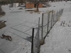 Nesli Tükenmekte Olan Vaşaklar Bayburt’ta Görüldü