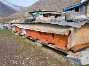Şırnak’ta Bal Arıları 5 Aylık Kış Uykusundan Uyandı