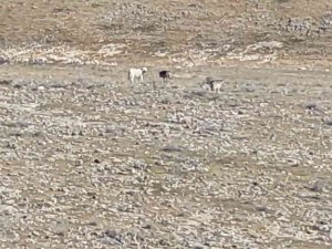 Kurt Sürüsünün İçerisinde Çoban Köpeklerini Görenler Şaşırdı