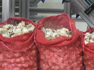 Türkiye’nin En İyi Sarımsağı Kapadokya’da Susuz Yetişiyor