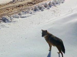 Yalova’da Zorlu Kış Şartlarındaki Yaban Hayatı Görüntülendi