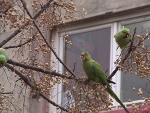 Kadıköy’de Yeşil Papağan Sürüsü Görenleri Şaşkına Çevirdi