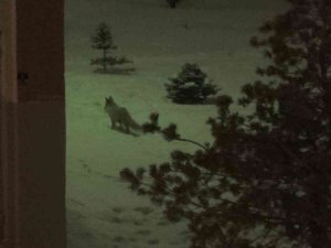 Erzurum’da Aç Kalan Tilki Kent Merkezinde Yiyecek Aradı