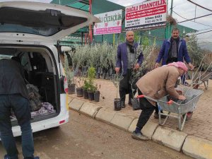 Şanlıurfa’da Fıstık Ve Zeytin Fidanları Toprakla Buluşuyor