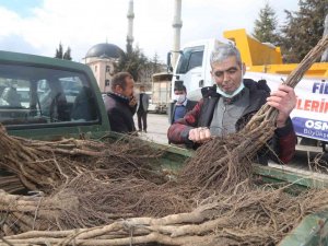Çameli’nde Ceviz Üretim Alanları Genişletiliyor