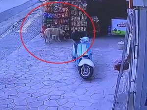 Marketten Cips Çalan Köpek Kameraya Yakalandı