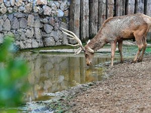 İ̇zmir Doğal Yaşam Parkı’nın 54 Sakini Artık Uşaklı