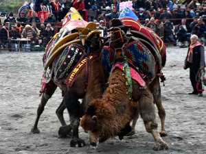 Söke 7. Geleneksel Deve Güreşi Festivali Yoğun İlgi Gördü