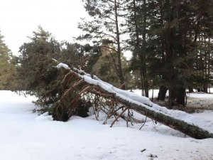 Bolu’da Onlarca Çam Ağacı Kökünden Devrildi