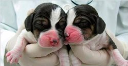 Kök hücreyle köpekler ilk defa klonlandı
