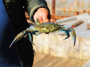 Adana’nın Mavi Yengeçleri Dünya Mutfağında